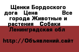 Щенки Бордоского дога › Цена ­ 60 000 - Все города Животные и растения » Собаки   . Ленинградская обл.